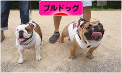 にほんブログ村 犬ブログ ブルドッグへ