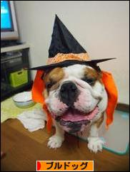 にほんブログ村 犬ブログ ブルドッグへ