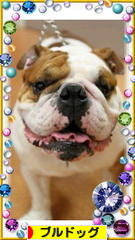 にほんブログ村 犬ブログ ブルドッグへ