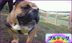 にほんブログ村 犬ブログ ブルドッグへ