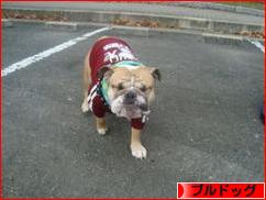 にほんブログ村 犬ブログ ブルドッグへ