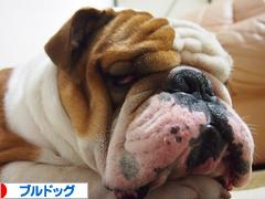 にほんブログ村 犬ブログ ブルドッグへ