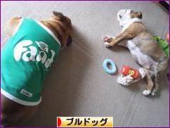 にほんブログ村 犬ブログ ブルドッグへ