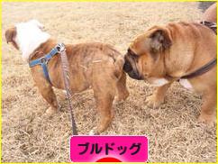 にほんブログ村 犬ブログ ブルドッグへ