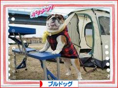 にほんブログ村 犬ブログ ブルドッグへ