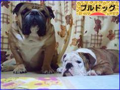 にほんブログ村 犬ブログ ブルドッグへ
