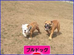 にほんブログ村 犬ブログ ブルドッグへ