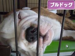 にほんブログ村 犬ブログ ブルドッグへ