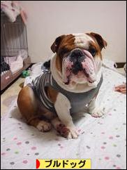 にほんブログ村 犬ブログ ブルドッグへ