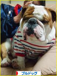 にほんブログ村 犬ブログ ブルドッグへ