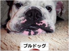 にほんブログ村 犬ブログ ブルドッグへ