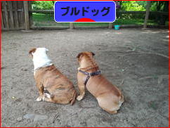 にほんブログ村 犬ブログ ブルドッグへ