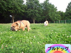 にほんブログ村 犬ブログ ブルドッグへ