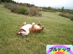 にほんブログ村 犬ブログ ブルドッグへ