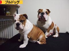 にほんブログ村 犬ブログ ブルドッグへ