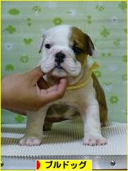 にほんブログ村 犬ブログ ブルドッグへ