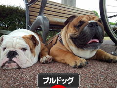 にほんブログ村 犬ブログ ブルドッグへ