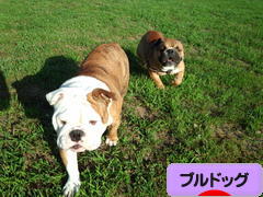 にほんブログ村 犬ブログ ブルドッグへ