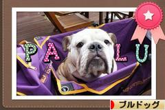 にほんブログ村 犬ブログ ブルドッグへ