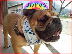 にほんブログ村 犬ブログ ブルドッグへ