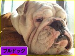 にほんブログ村 犬ブログ ブルドッグへ