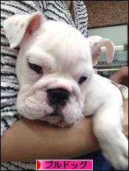 にほんブログ村 犬ブログ ブルドッグへ