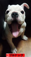 にほんブログ村 犬ブログ ブルドッグへ