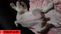 にほんブログ村 犬ブログ ブルドッグへ