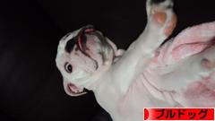 にほんブログ村 犬ブログ ブルドッグへ