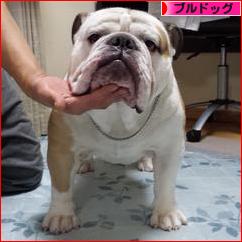 にほんブログ村 犬ブログ ブルドッグへ
