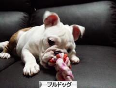 にほんブログ村 犬ブログ ブルドッグへ