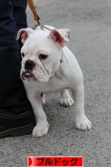 にほんブログ村 犬ブログ ブルドッグへ