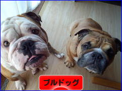 にほんブログ村 犬ブログ ブルドッグへ