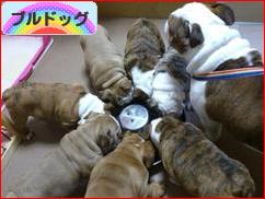 にほんブログ村 犬ブログ ブルドッグへ