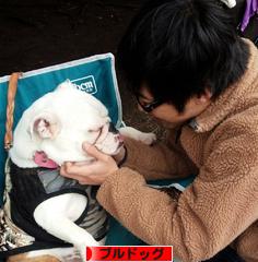 にほんブログ村 犬ブログ ブルドッグへ