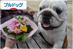 にほんブログ村 犬ブログ ブルドッグへ