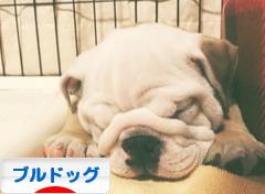 にほんブログ村 犬ブログ ブルドッグへ