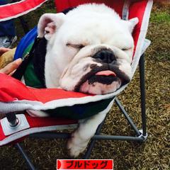 にほんブログ村 犬ブログ ブルドッグへ