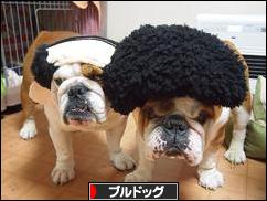 にほんブログ村 犬ブログ ブルドッグへ