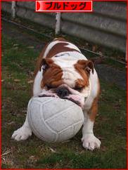 にほんブログ村 犬ブログ ブルドッグへ