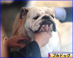 にほんブログ村 犬ブログ ブルドッグへ