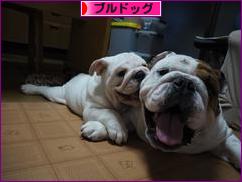 にほんブログ村 犬ブログ ブルドッグへ