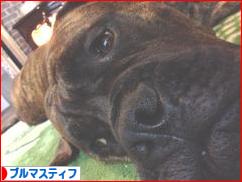 にほんブログ村 犬ブログ ブルマスティフへ