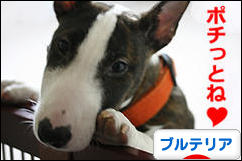 にほんブログ村 犬ブログ ブルテリアへ
