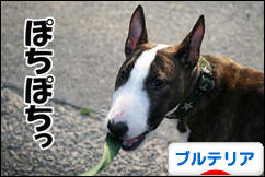 にほんブログ村 犬ブログ ブルテリアへ