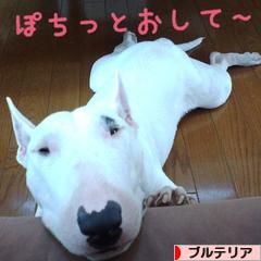 75 バムとケロ バム 犬種