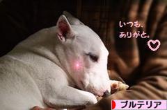 にほんブログ村 犬ブログ ブルテリアへ