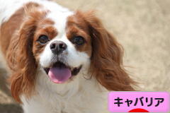 にほんブログ村 犬ブログ キャバリアへ