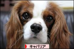 にほんブログ村 犬ブログ キャバリアへ