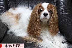 にほんブログ村 犬ブログ キャバリアへ